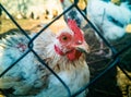 sick white hen behind the fence. close-up of a live plucked cock in a cage