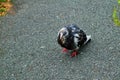 Sick wild dove with a bald head on the sidewalk in the city