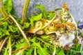 Sick withered crippled yellow dandelion flower but strong in Germany Royalty Free Stock Photo