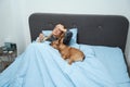 Ill female with fever resting in bedroom with her pet Royalty Free Stock Photo