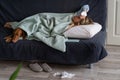 Sick woman at home lying in bed with her Vizsla dog, suffering from allergy, flu symptom, fever Royalty Free Stock Photo