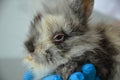 Sick young rabbit with conjunctivitis and respiratory infection at a veterinary clinic