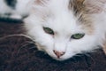 Sick young white cat lies on brown blanket in a veterinary clinic for pets. Feline health, problems with nursing kittens