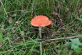 The Sickener, Russula emetica, East Wretham Heath NWT Nature Reserve, near Thetford, Norfolk, England, UK Royalty Free Stock Photo