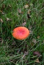 The Sickener, Russula emetica, East Wretham Heath NWT Nature Reserve, near Thetford, Norfolk, England, UK Royalty Free Stock Photo