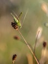 Sickle-bearing Bush Cricket (Phaneroptera falcata) in a Grass Field in Italy