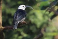 Sickle-billed vanga Royalty Free Stock Photo