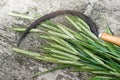 Sickle and ears of corns on the wooden grey background Royalty Free Stock Photo