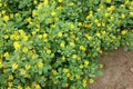 Sickle-fruit fenugreek, Kasuri methi Royalty Free Stock Photo