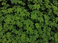sickle senna or Senna tora plants, green background
