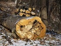 Sickly felled wood of rotten interior with cut parts at the back