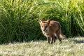 Sickly Red Fox in Public Park