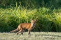 Sickly Red Fox walking in Park