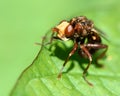 Sicus ferrugineus conopid fly Royalty Free Stock Photo