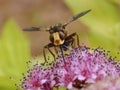 Sicus ferrugineus on spirea flower