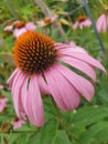 Side view on a pink echinacea