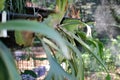 Sida basket Aristolochia indica tropical plant growing in garden