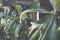 Sida basket Aristolochia indica tropical plant growing in garden