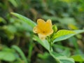 Sida fallax flower, known as yellow ilima or golden mallow