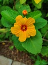 Sida fallax, known as yellow ilima or golden mallow Royalty Free Stock Photo