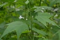 Sida hermaphrodita, known by the common name Virginia fanpetals Royalty Free Stock Photo