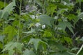 Sida hermaphrodita, known by the common name Virginia fanpetals