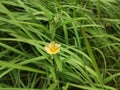 Sida rhombifolia, Sida acuta flower on the field Royalty Free Stock Photo