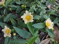 Sida Rhombifolia Little Yellow Flower Royalty Free Stock Photo