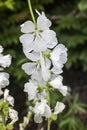 Sidalcea candida