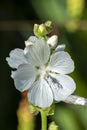 Sidalcea candida