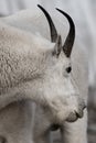 Sidd Profile of Mountain Goat Looking Back Royalty Free Stock Photo