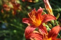 Side angle of beautiful orange daylily with copy space Royalty Free Stock Photo