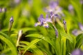 Side Angle of Blooming Crested Dwarf Iris Royalty Free Stock Photo