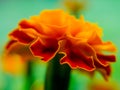 Side Angle Close Up Orange and Red Flower Selective Focus Royalty Free Stock Photo