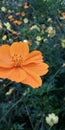 Side Angle Marigold Flowers