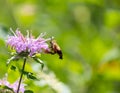 Side angle shot of hawkmoth visiting purple flower in a meadow Royalty Free Stock Photo