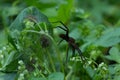 Side angle shot of pretty black large fishing spider sitting in web guarding babies Royalty Free Stock Photo