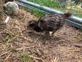 Side angle view of Baby Easter egger chick in the backyard Royalty Free Stock Photo