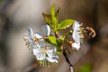 Dark-edged bee-fly, Bombylius major, feeding on cherry blossom Royalty Free Stock Photo