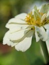 Side angle of white Zinnia