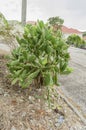 Roadside Cactus With Tuna