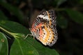 Side and back view of a leopards net falter with close wings Royalty Free Stock Photo