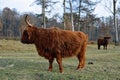 The side of a beautiful Highland cow Royalty Free Stock Photo