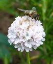 Side of Bee on White Flower Royalty Free Stock Photo