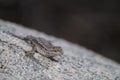 Side Blotched Lizard Royalty Free Stock Photo