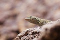 Side-Blotched Lizard Head Royalty Free Stock Photo