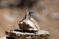 Side-blotched lizard light green Royalty Free Stock Photo