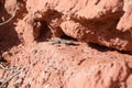 Side blotched lizard in between the red rocks, in lake mead national recreation area, Nevada Royalty Free Stock Photo