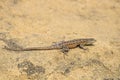 Side blotched lizard on rock in California Royalty Free Stock Photo