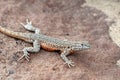 Side-blotched Lizard on a Rock Royalty Free Stock Photo